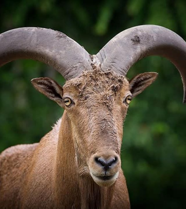 AdobeStock_232264715-Aoudad-800-500