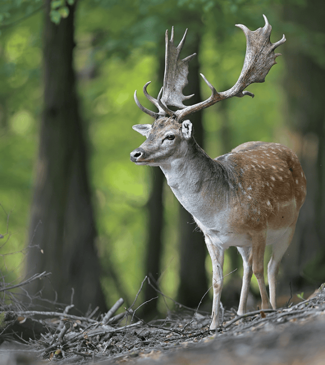 AdobeStock_315329512-fallow-1200