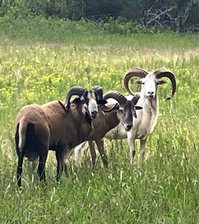 bighorn-sheep.jpg